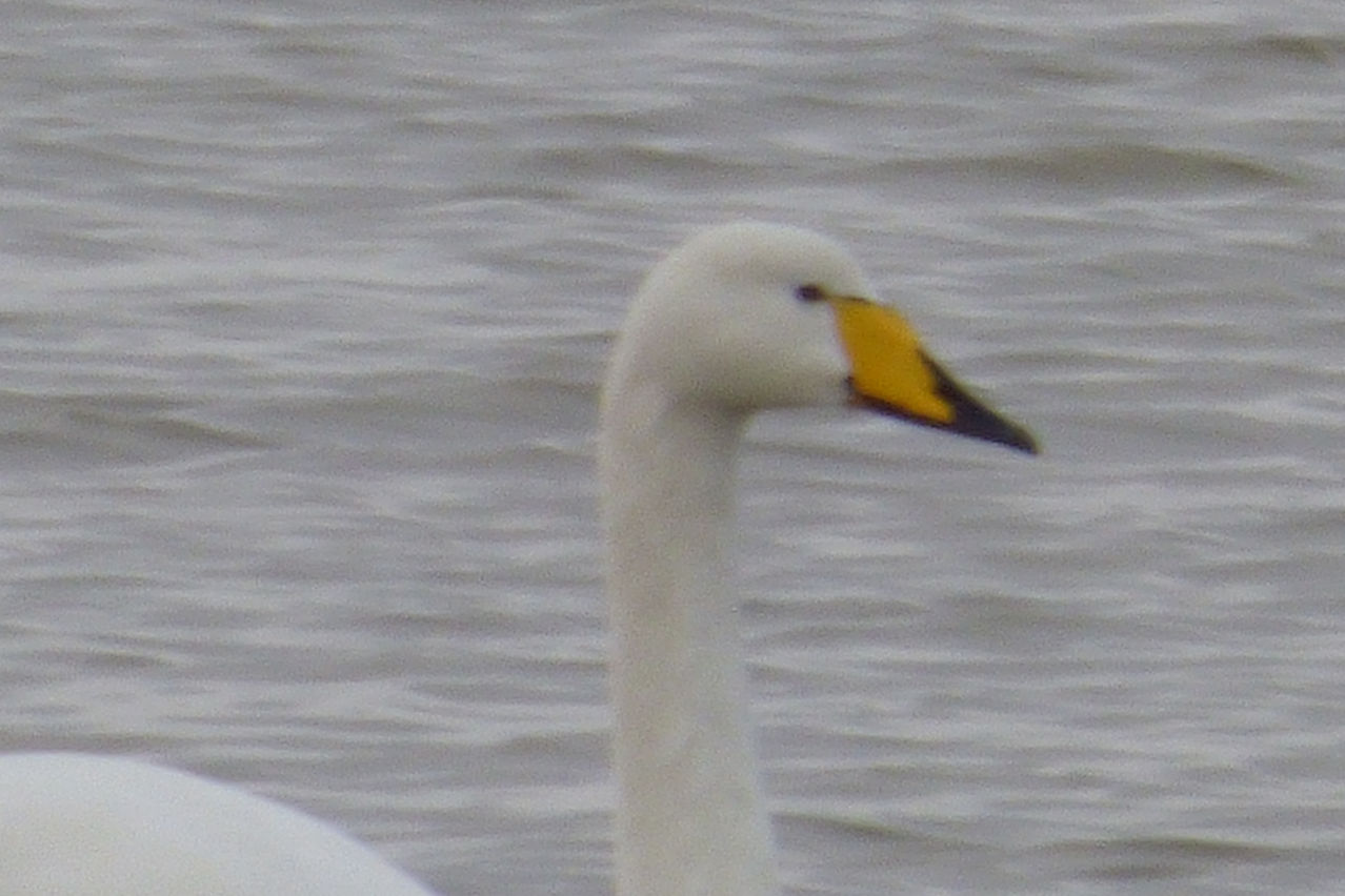 Whooper Swan on Monk's lagoon 2016