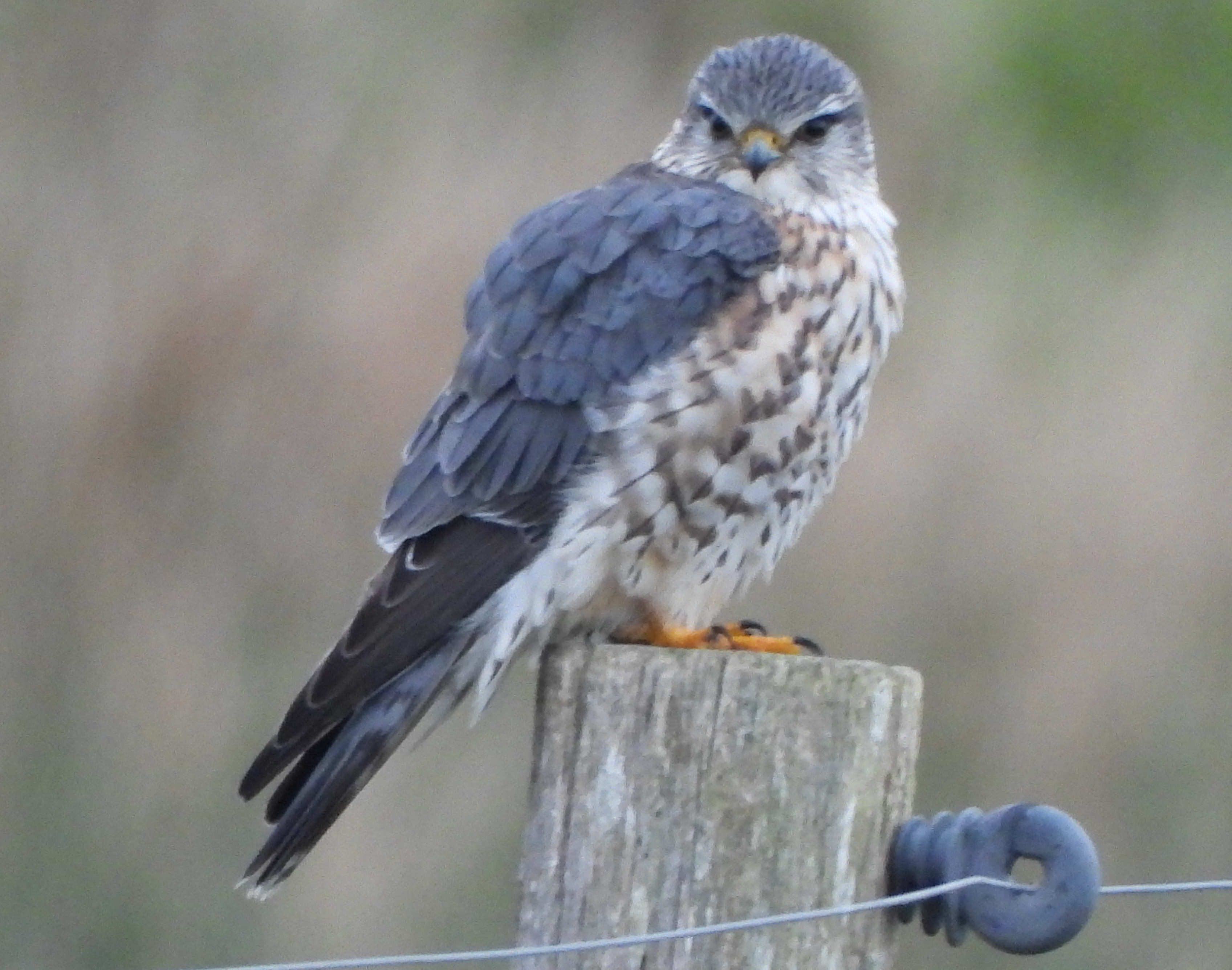 Recent photograph at Goldcliff